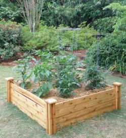Gardening With a Raised Bed Image